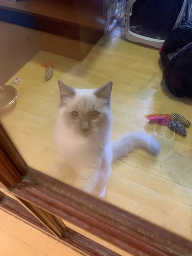 Yesterday I introduced Norbert. He is a four month old ragdoll, and he is super affectionate. I hope he becomes a regular because he’s going to be a lovely big boy.