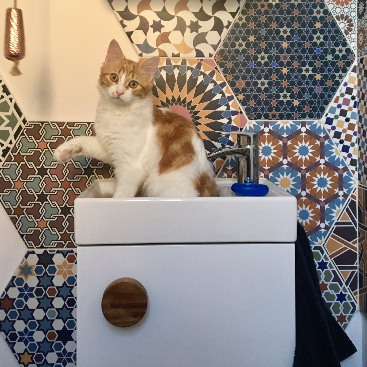 Mathematicats's tweet image. Bertie! It’s #CatBoxSunday, not #CatSinkSunday! 😹😹😹

#CatsOfTwitter #CatsInSinks #BathroomTiles #GeometricTiles