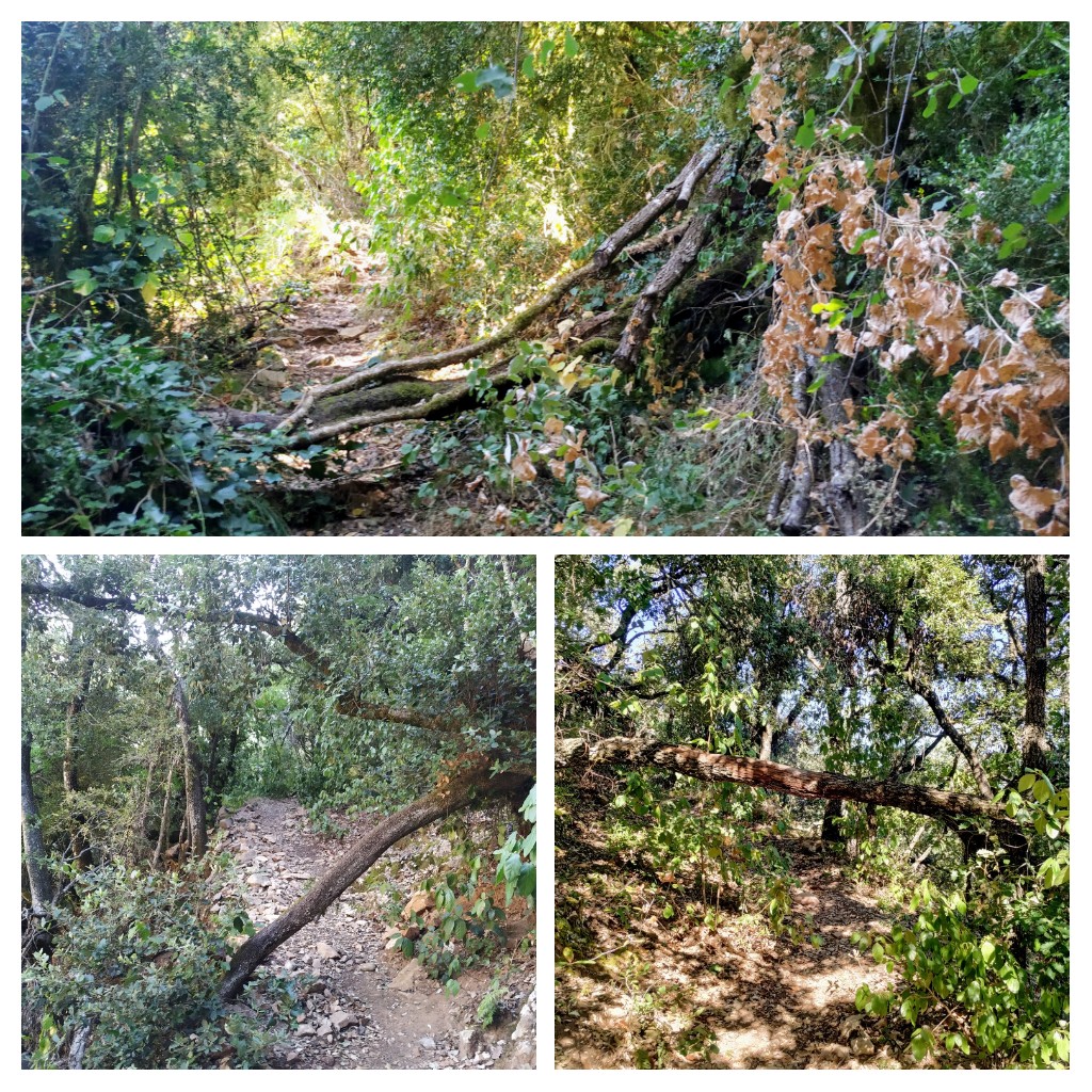 Sant Salvador del Bosc (Llimiana)  a l'inici del camí amb arbres caiguts que entorpeixen el pas. No cal ni una gran inversió de diners ni temps arreglar-ho. @TurismeJussa