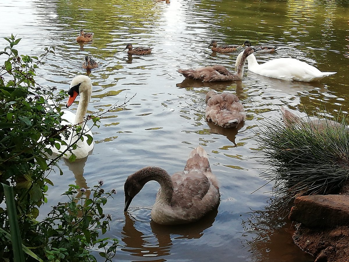 The swans are back.