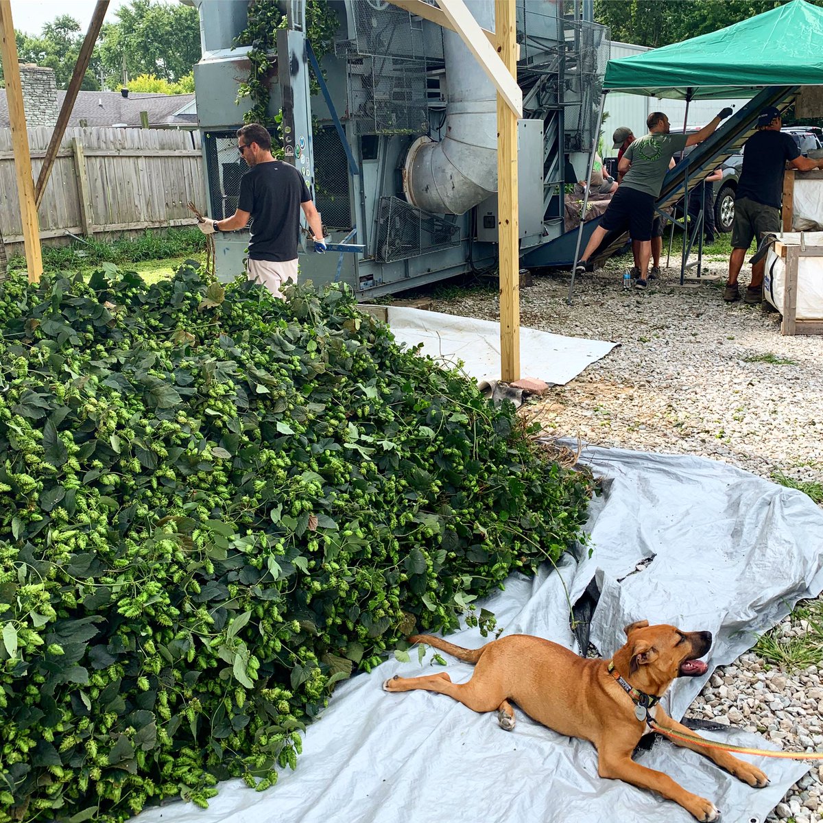 The best part of the dog days of summer? ☀️ Hop harvest. Our Harvest IPA made with cascade hops from <a href="/indyhighbines/">Indy High Bines</a> taps Tuesday! We made the batch at our FSQ small-batch brewery so it’s draft only this year &amp; will not last long. Enjoy it while you can at your local Upland 🍻