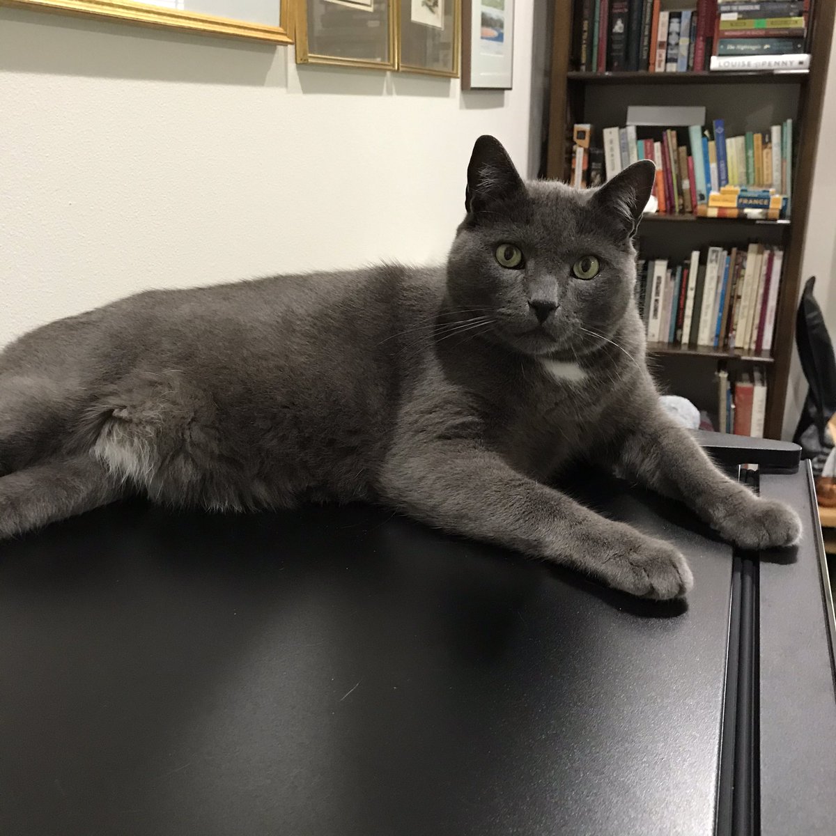 CatsDreamingof's tweet image. #CatsOfTwitter #CatsOfTheQuarantine Hi I’m Mr.Bear. I’m 8 years old . I live with my two humans, who I love, but would love to make #Catfriends on Twitter. Would you please be my friend? I’ll follow you back. 😻❤️😽