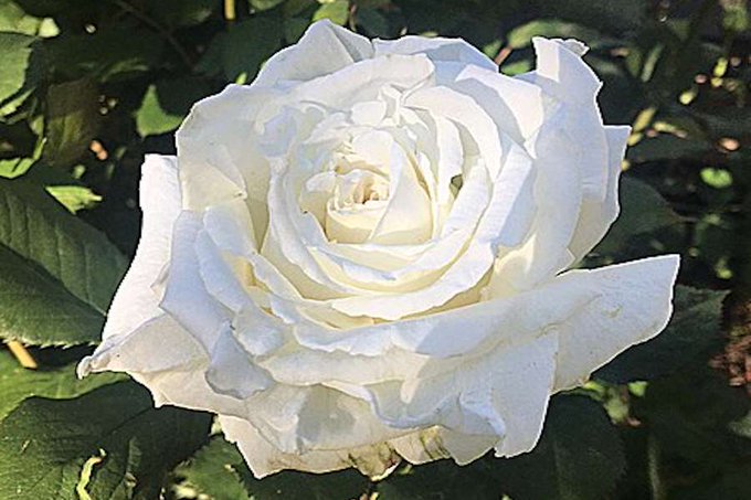 The First Lady has included the new "Pope John Paul II Rose" in the White House Rose Garden, in honor of his 1979 visit. I think the former First Lady and JFK would have liked that.