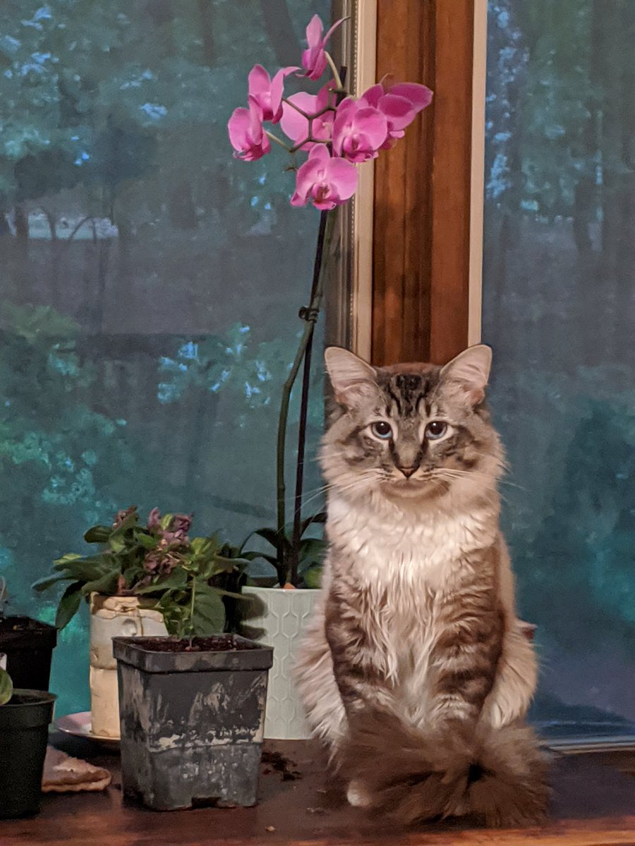 dinosaur tweet media