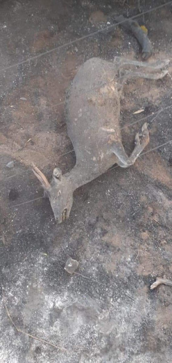 Eleisegui's tweet image. El ecocidio en Córdoba, ahora mismo. Me acercan más imágenes del desastre de los incendios en zona de Copacabana, departamento de Ischilin. Las llamas aniquilan todo muy cerca de la Quebrada de la Luna, ahí nomás de Capilla del Monte. Desmonte para el agronegocio, causa de fondo.