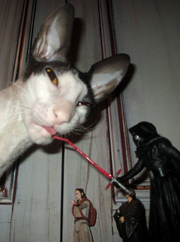 KasiopeaArt's tweet photo. @AlienArmyLOVe I missed your question, sorry. It's a cornish rex (he is a fan of Star Love not Star Wars, since he destroyed every weapon from my son's SW action figures collection- lightsabers, blasters, everything, including Rey's staff )
And thank you for your offer, I'll keep it in mind. https://t.co/RmIwXayOvz