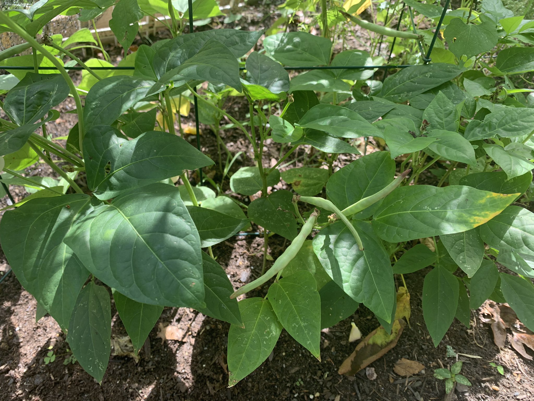 Miriam Gilbert on Twitter "We planted 3 types of Indian beans on May 24. The flat beans are