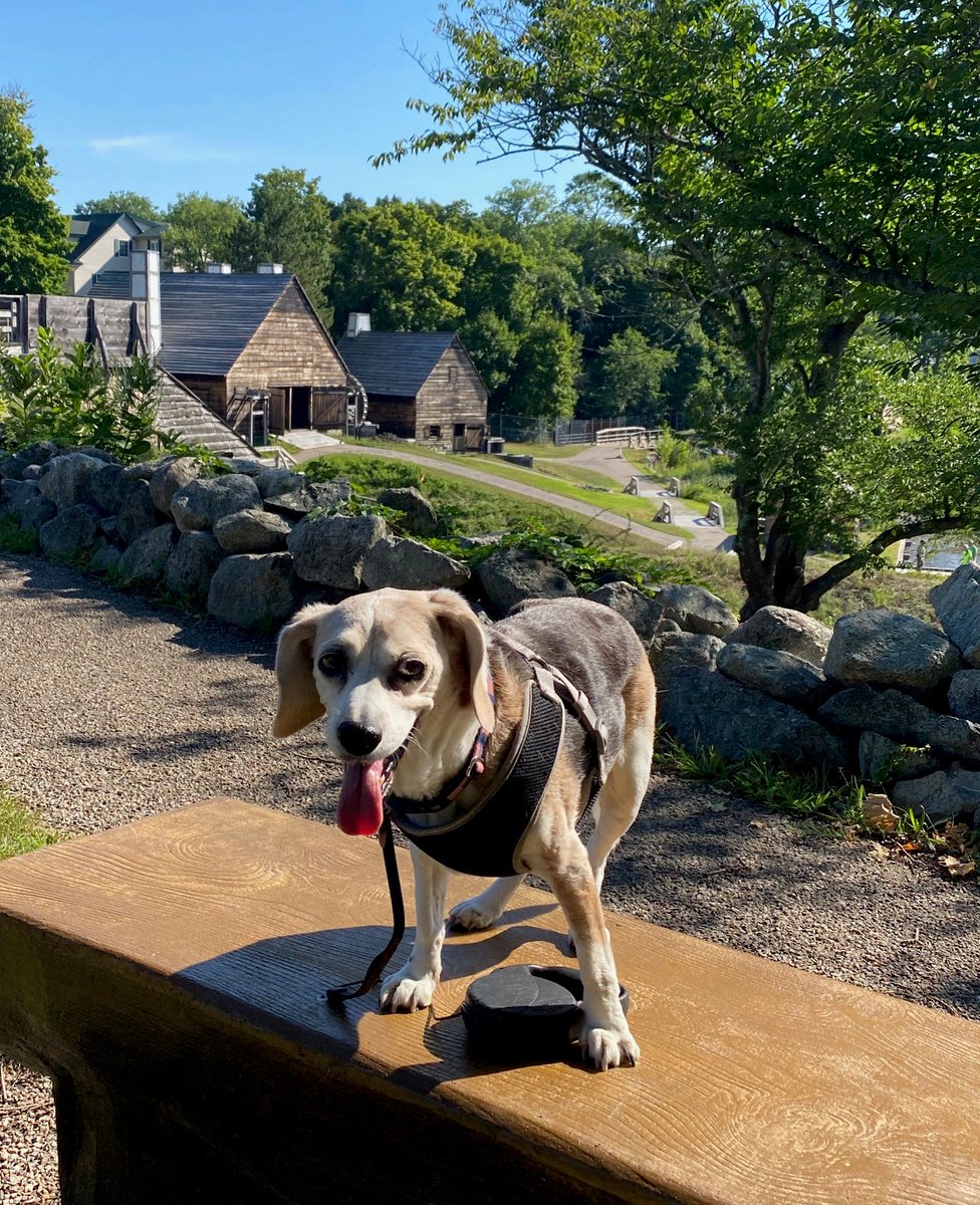 PMAConsultants's tweet photo. Boston PMAers and their dogs have been walking all weekend to raise money for the Northeast Animal Shelter as part of the Healthy Paws 'Steps for Strays' fundraiser. You can walk too! Learn more here: https://t.co/ntaGP6UnFG  #stepsforstrays https://t.co/rQ10MUL0ZZ