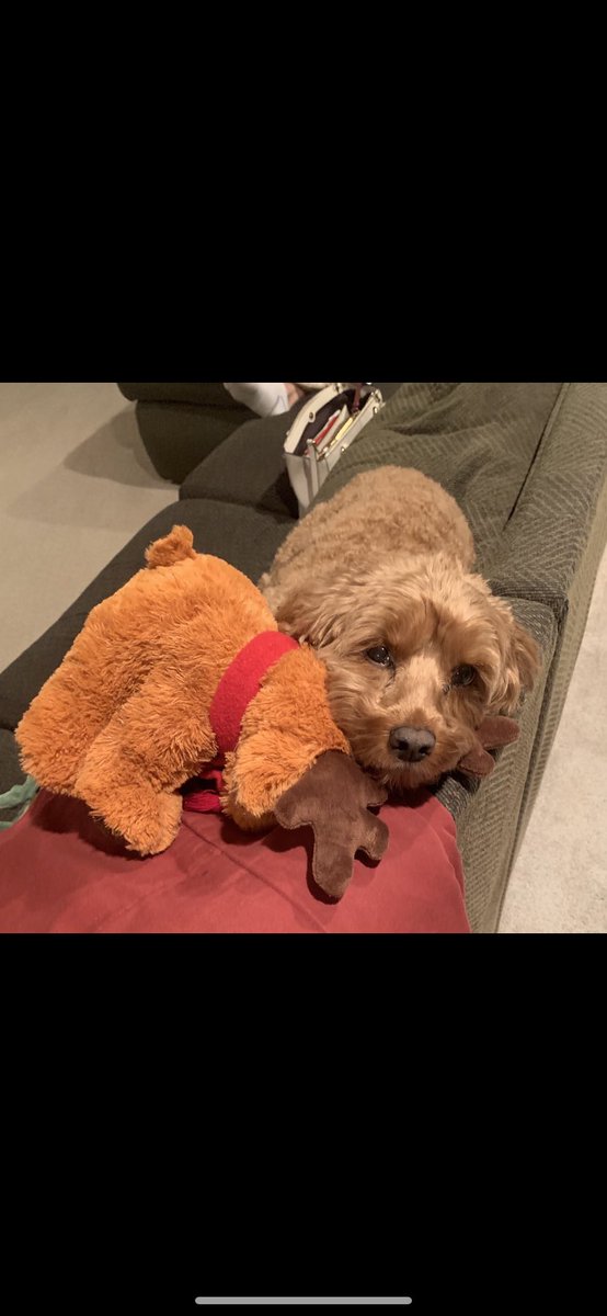 chezles9's tweet photo. Could really use some snuggles from you right now Rosie❤️ https://t.co/Sia46jcYCl