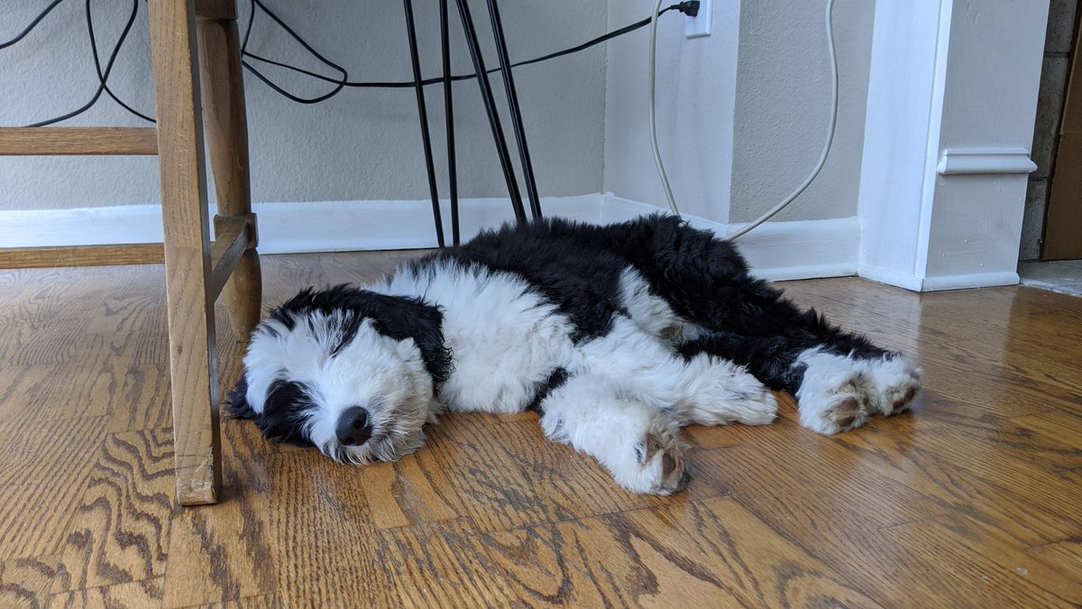 Renajam's tweet photo. Memo the Sheepadoodle 🐑🐑🐑 https://t.co/r6KZs2a9Kr
