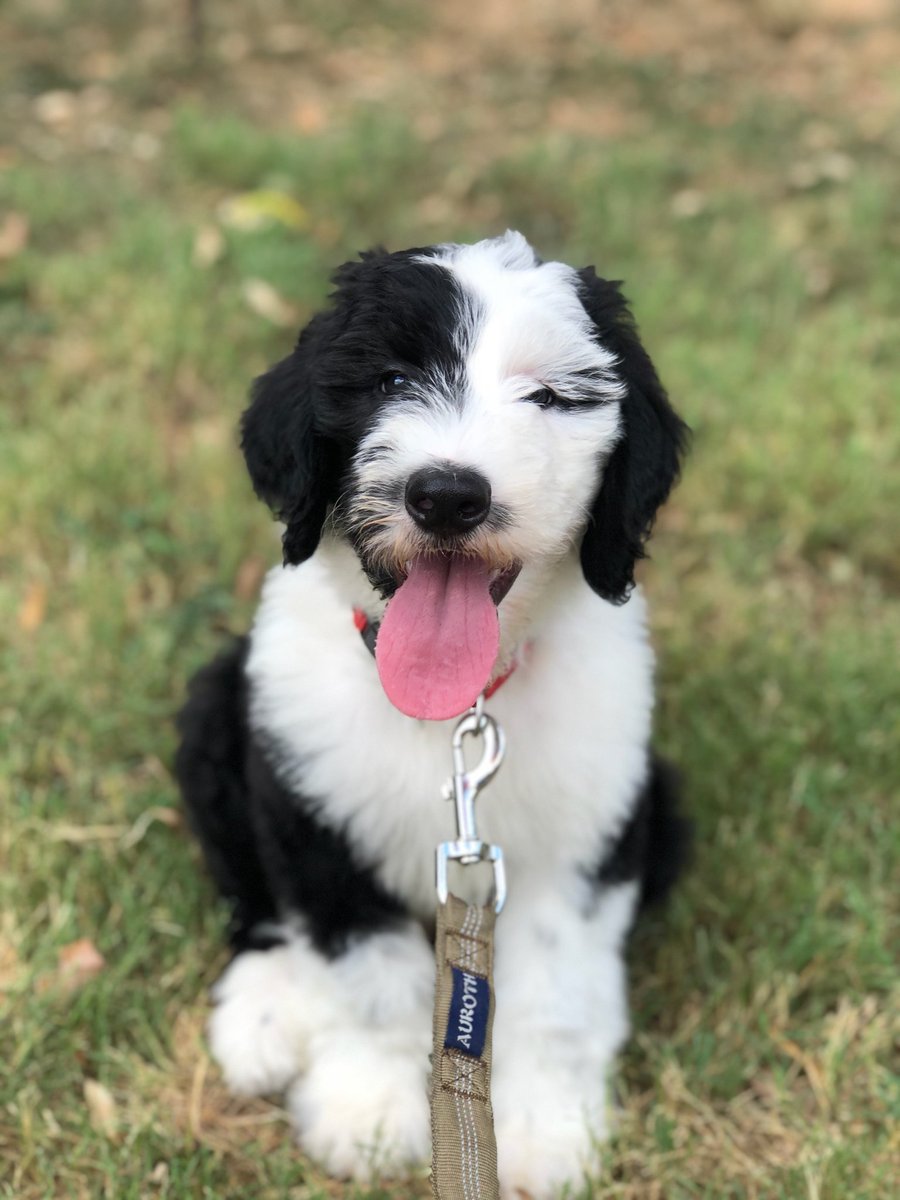 Renajam's tweet photo. Memo the Sheepadoodle 🐑🐑🐑 https://t.co/r6KZs2a9Kr