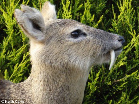 #countryfile no it's not a Vampire Deer, it's a Sabre Toothed Deer
#chinesewaterdeer
How did we miss this naming opportunity?