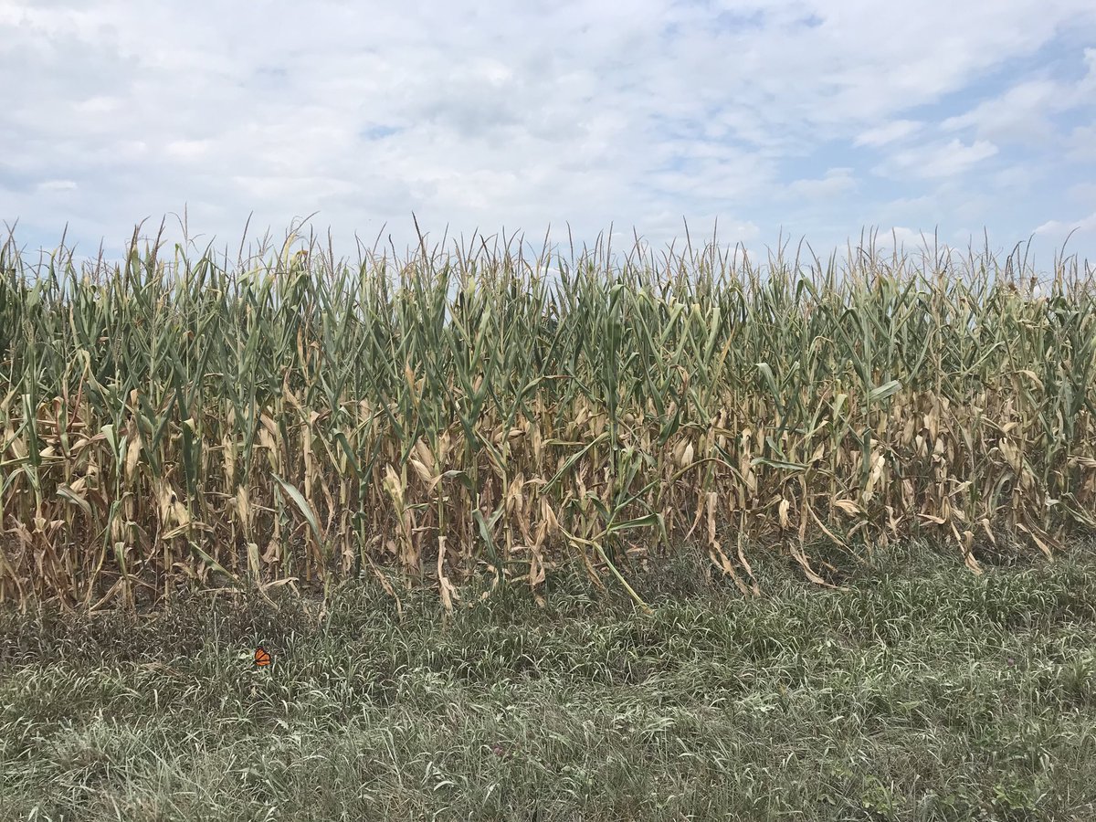 farming46392's tweet photo. Me: we need a rain

USDA: “Good to Excellent” https://t.co/LJeEjLzMrn