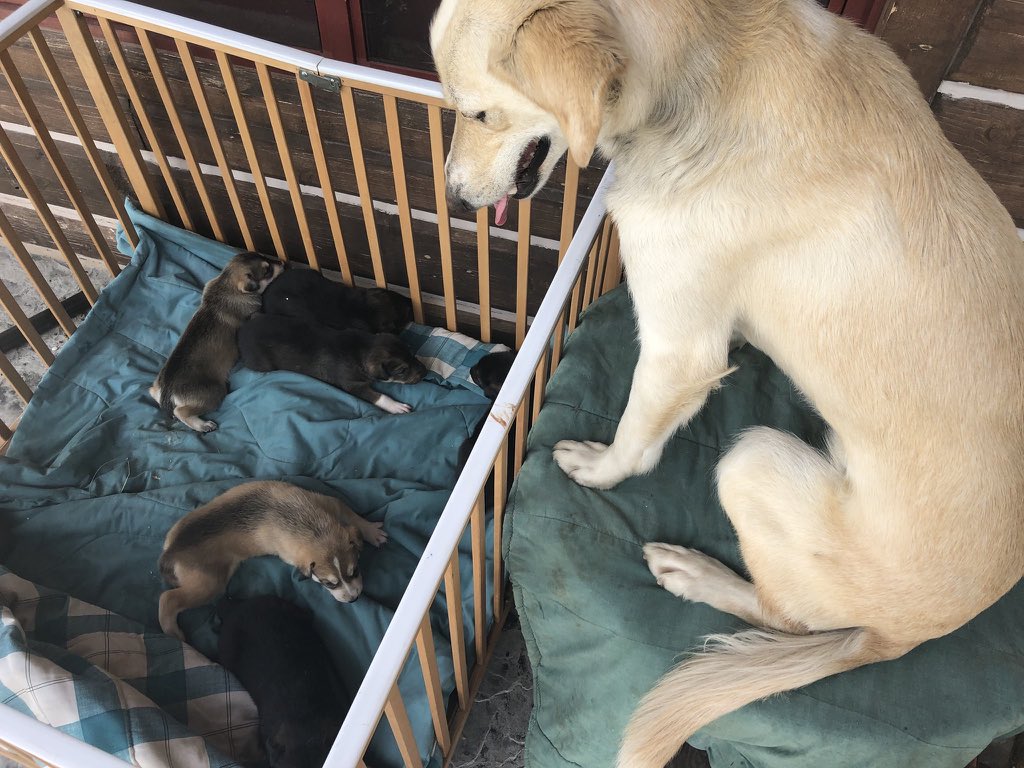 She’s never had puppies, but she takes it upon herself to personally raise every young dog who joins our team.