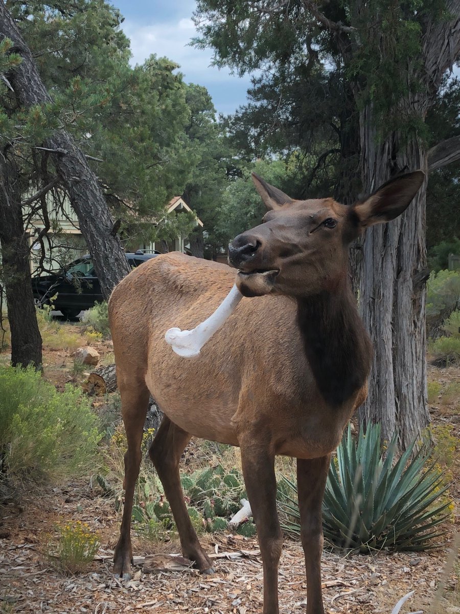 Why do we tell visitors to stay away from the elk? Because when they don't, some are never seen again...

Kidding aside, though the elk at Grand Canyon won't take a bite out of you (Though they won't turn down a good source of calcium or protein, like this bone here)...