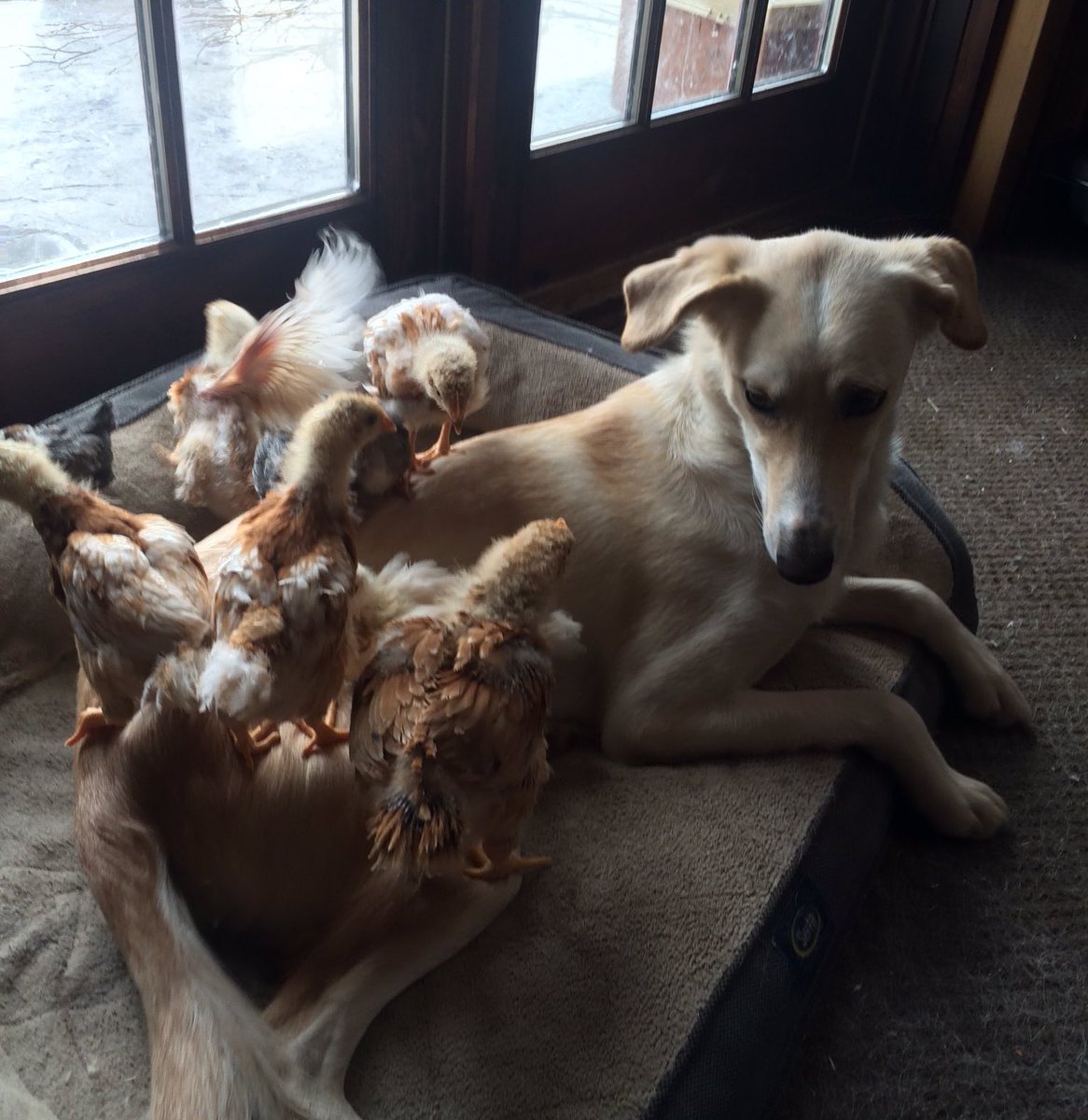 She raised chickens.