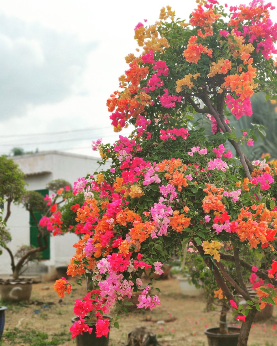 Rare hybrid of Bougainville. Call it the 'Bougainville Ensemble'
instagram.com/p/CEPIlRcgkO7/…

#bougainvillea #bougainville #multicolor #colorsoftheworld #plantsofinstagram #outdoorgarden #flora #outdoorgardening #flowersofinstagram #flowers #flowerphotography #balconydecor #balcony