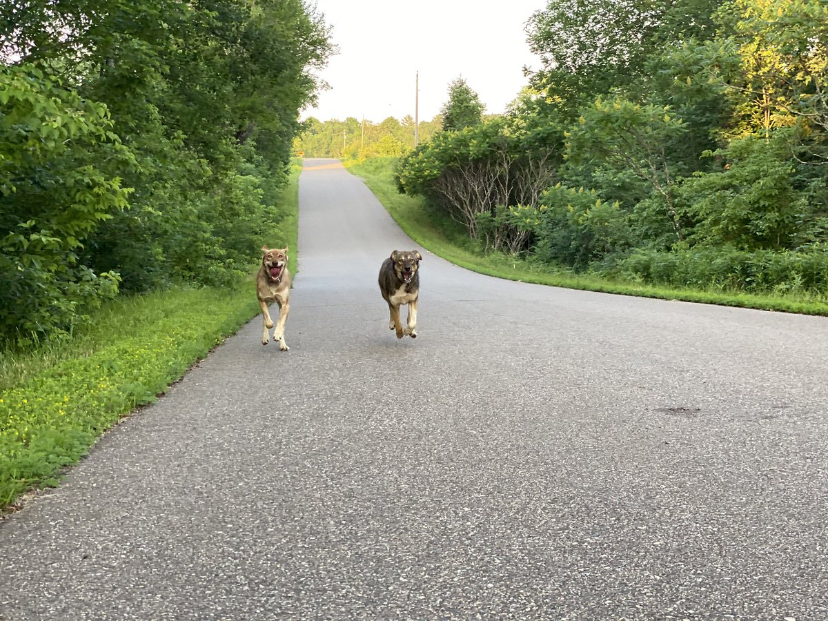 We love having our older dogs teach our younger dogs. So we take our pups for group walks—they learn to stay close, and check in on us, because that’s what the older dogs around them are doing.