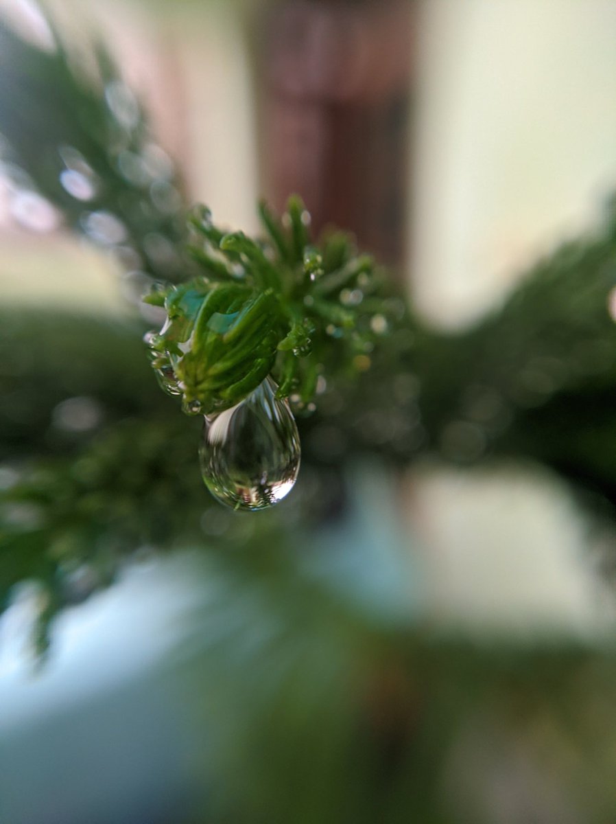 BholaPuneet's tweet photo. Raindrop...
(Shot on phone) @xiaomiindia
.
.
#rain #drop #macro #mobilephotography #mobile #shot #and #edit #green #plant #instagood #instadaily #walkingarround #frommypointofview #streetphotography #aov #bevisuallyinspired #google #snapseed https://t.co/jA24TczOwg