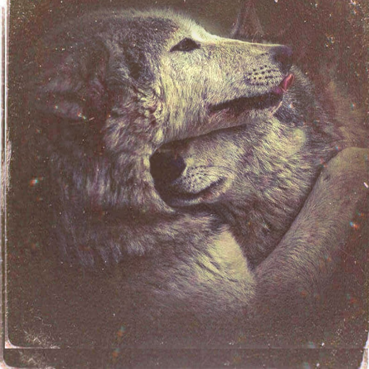 calen_k's tweet photo. #wayofthewolf #XVI https://t.co/O5Cnvx6EXH
