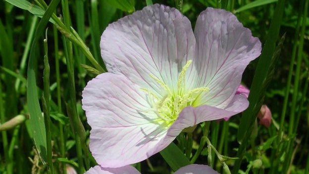 kamisama_kotoba's tweet image. It’s already tight.
I trust the world and take off the armor created by my consciousness.

もう窮屈。
世界を信頼し、意識製の鎧を脱ぐ。
#release #手放す #Oneness #一つである事