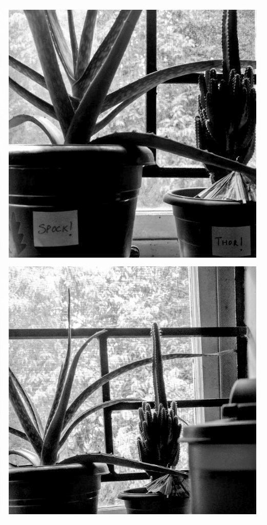 CY_BornToFly's tweet photo. Plant buddies! #PetPlants #MicroGarden #Roomies #Spock #Thor 💚 https://t.co/fZf0hbRzNq