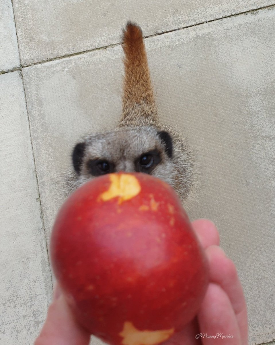 MammyMeerkat's tweet photo. "This is no ordinary apple ... it's a magic wishing apple" 🍎🧙‍♀️ 

#evilqueensnooks #snowwhite #poisonapple #disney #meerkat #newrole #wickedwitch #takeabite https://t.co/RSKlNgKD3B