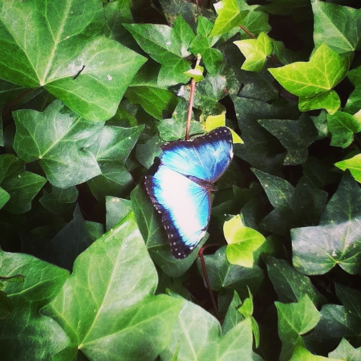 KLAUDIAPOSADA's tweet image. Esta bella fotografía de una mariposa Morpho azul tomada en Costa Rica, por parte de @johankr77 ... Divinaaa😍😍 gracias por tan bonito regalo🦋

#regalosoriginales #regalodecumpleaños