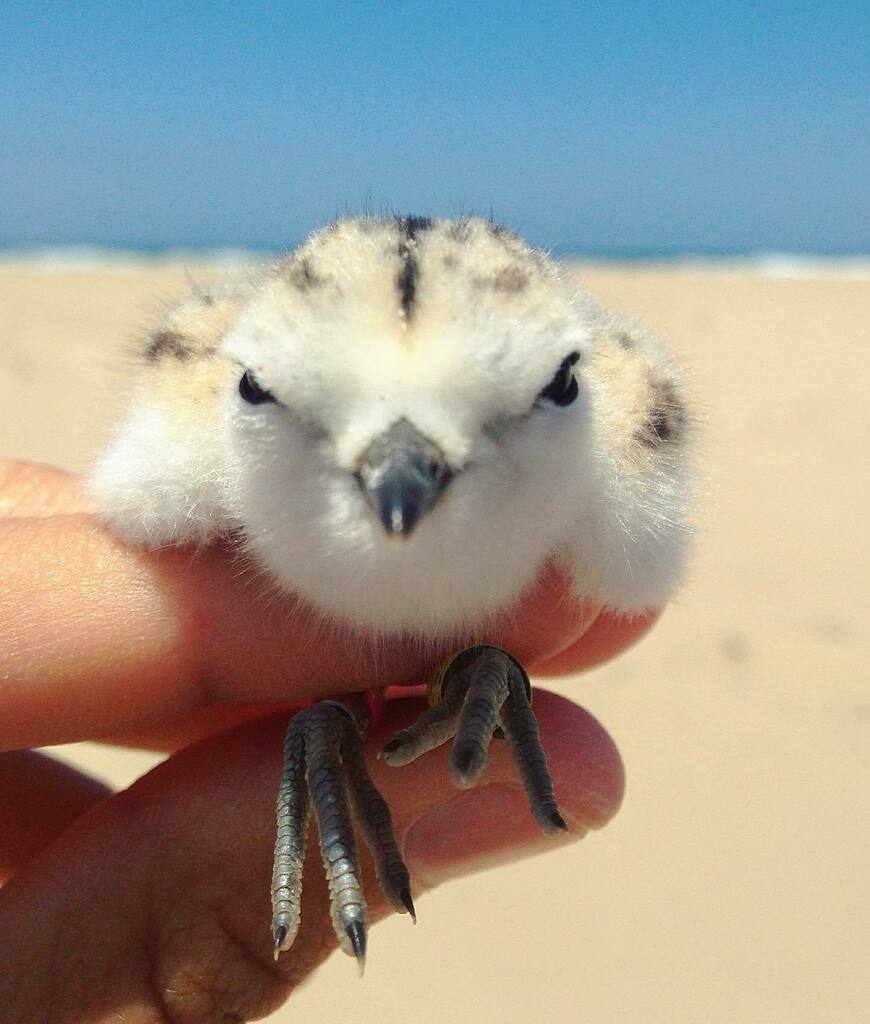 _wingsandwaves_'s tweet photo. With a VERY busy week coming up, some funny, emergency cuteness for #ShorebirdSunday…White-fronted Plover chick…sometimes they just look so unimpressed that I’ve come to band/ring them! 😹 #shorebirds #waders #plover #charadrius @avibase #emergencycut… https://t.co/Sn22zlMEl6 https://t.co/PoBKvEuSWa