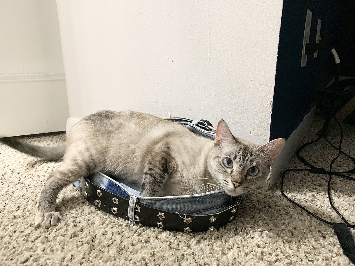 lilytalkingcat's tweet photo. this is mine now. *meows in evil* https://t.co/OWBE9hEr4r