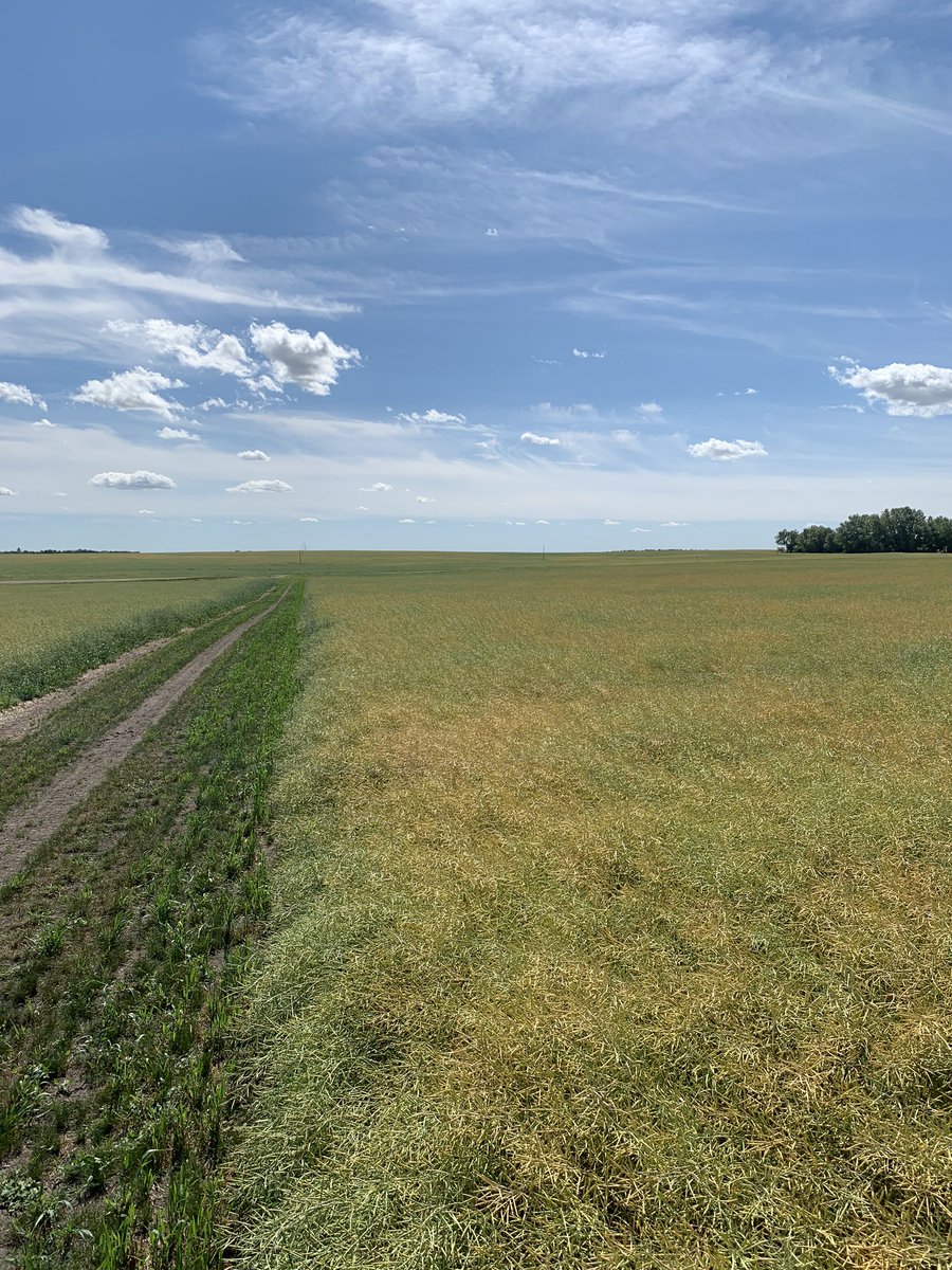 CropProCory's tweet photo. Variable rate varieties & N rates at #precisionag research site #swatpars was a #maturity evening success. I’m standing on midsope (zone 5 yellow) where 233 & 255 were blended looking south to zone 10 depression thats all 233. Neighbor across road - hills ripe & depressions green https://t.co/YZCpTKGxmM