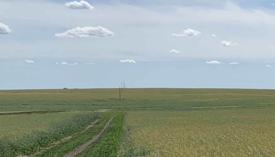 CropProCory's tweet photo. Variable rate varieties & N rates at #precisionag research site #swatpars was a #maturity evening success. I’m standing on midsope (zone 5 yellow) where 233 & 255 were blended looking south to zone 10 depression thats all 233. Neighbor across road - hills ripe & depressions green https://t.co/YZCpTKGxmM