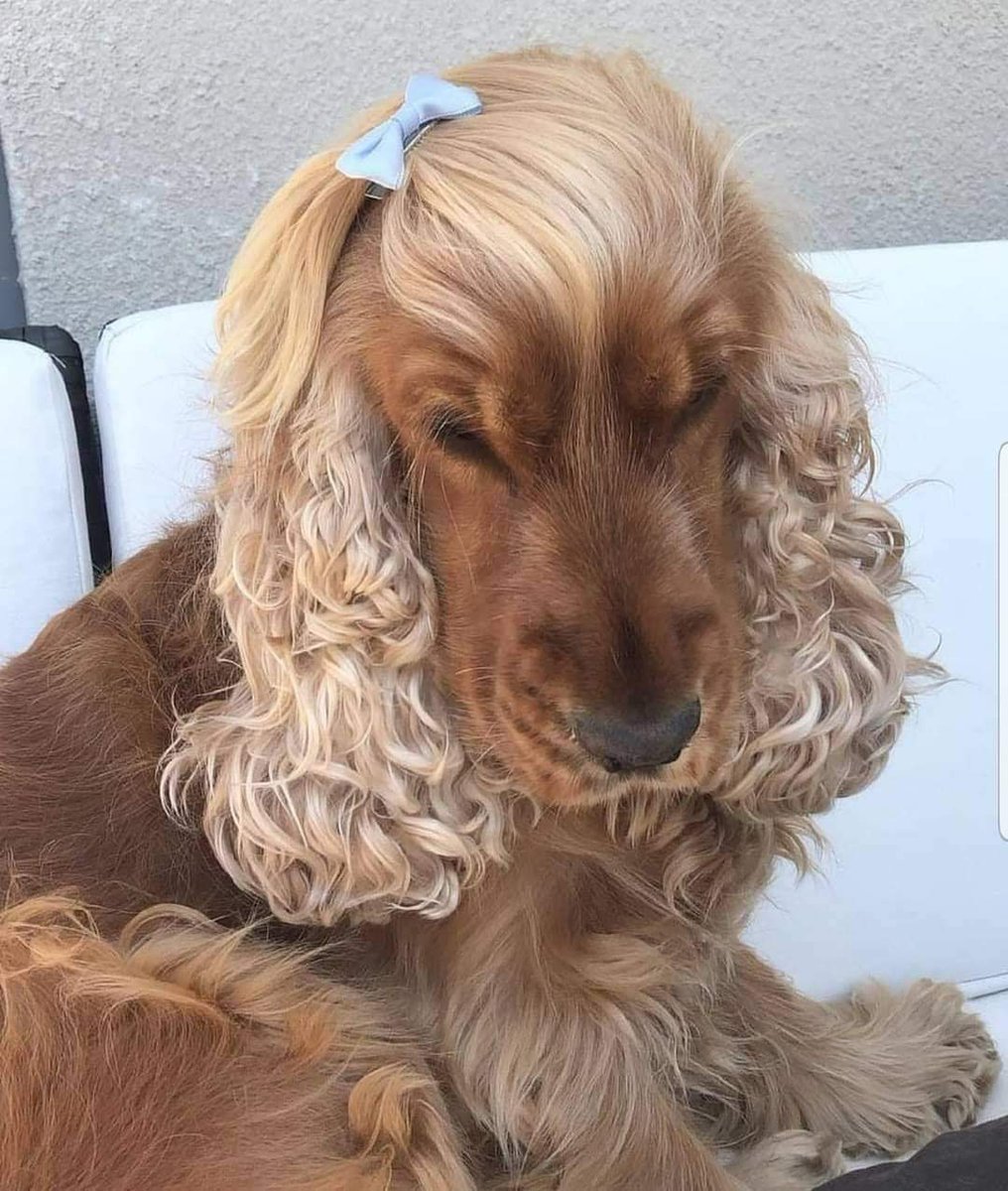 Vos ridi usando miles de tratamientos, cápsulas, tío Nacho de 120 mil con lágrimas de unicornio, y acá Puchi usando shampoo de perro, re espléndida.