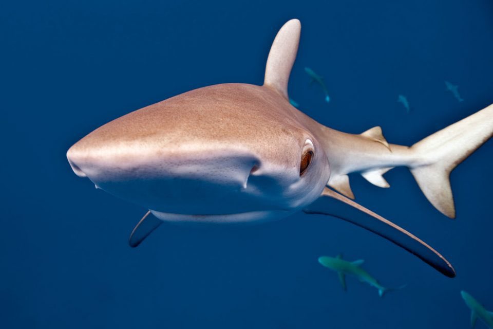 samsdailysharks's tweet photo. hello there

#sharks https://t.co/xm9KS483jH
