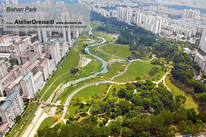 11Vivían en el Bishan-Ang Mo Kio Park de Singapur y parece que las cosas no les iban bienPero en 2015 la cosa cambiaLas "Bishan" se arriesgaronn enfrentándose a otra familia de nutrias, las "Marina"Consiguieron la victoria y reclamaron el importante territorio de Marina Bay