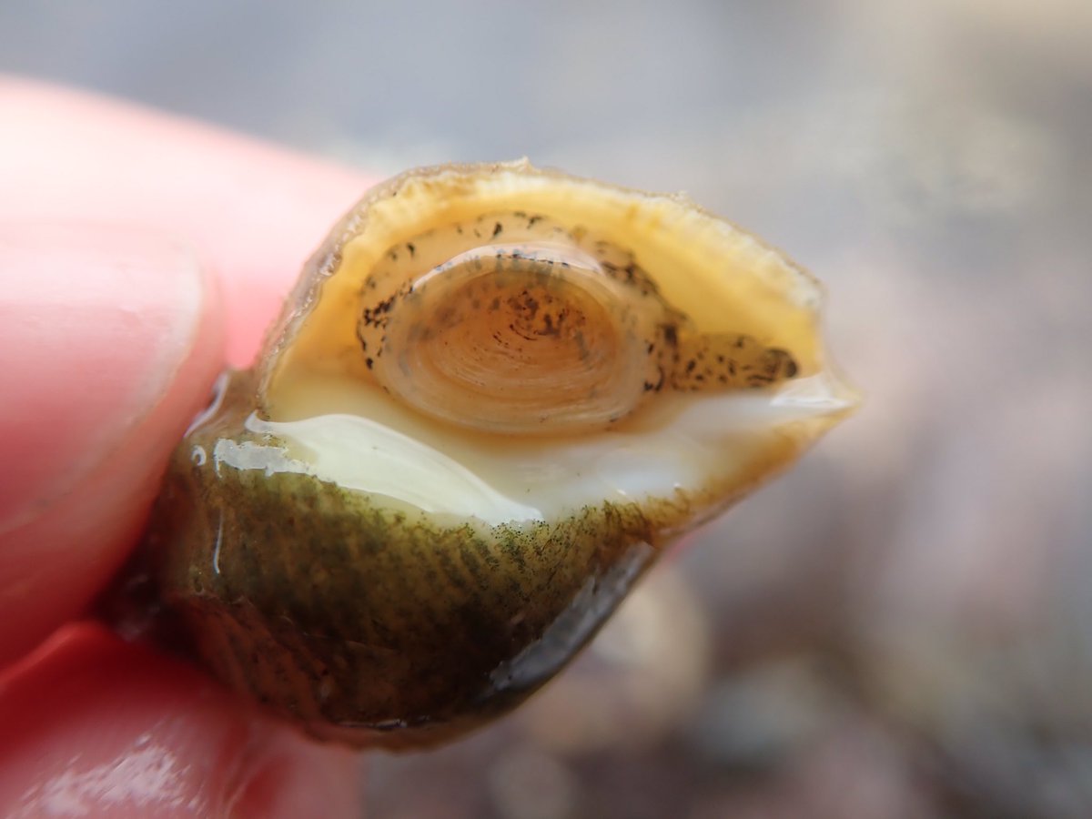 We’ve got an itsy bitsy teeny weeny dogwhelk - and a much bigger dog whelk! Maybe the big one is the little ones role model - grow up big and strong little one - and be an evil fearsome predator! Learn more here   #InverteFest