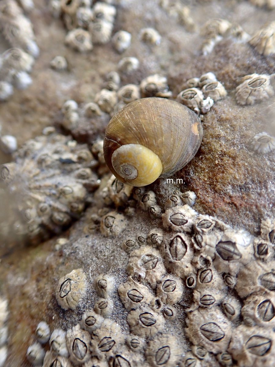 Here’s a lovely wee flat periwinkle - it’s called that as the spirals in the shell don’t point up at all just flattens off - making it one of the easiest marine snails to ID! Let’s compare that too...  #InverteFest