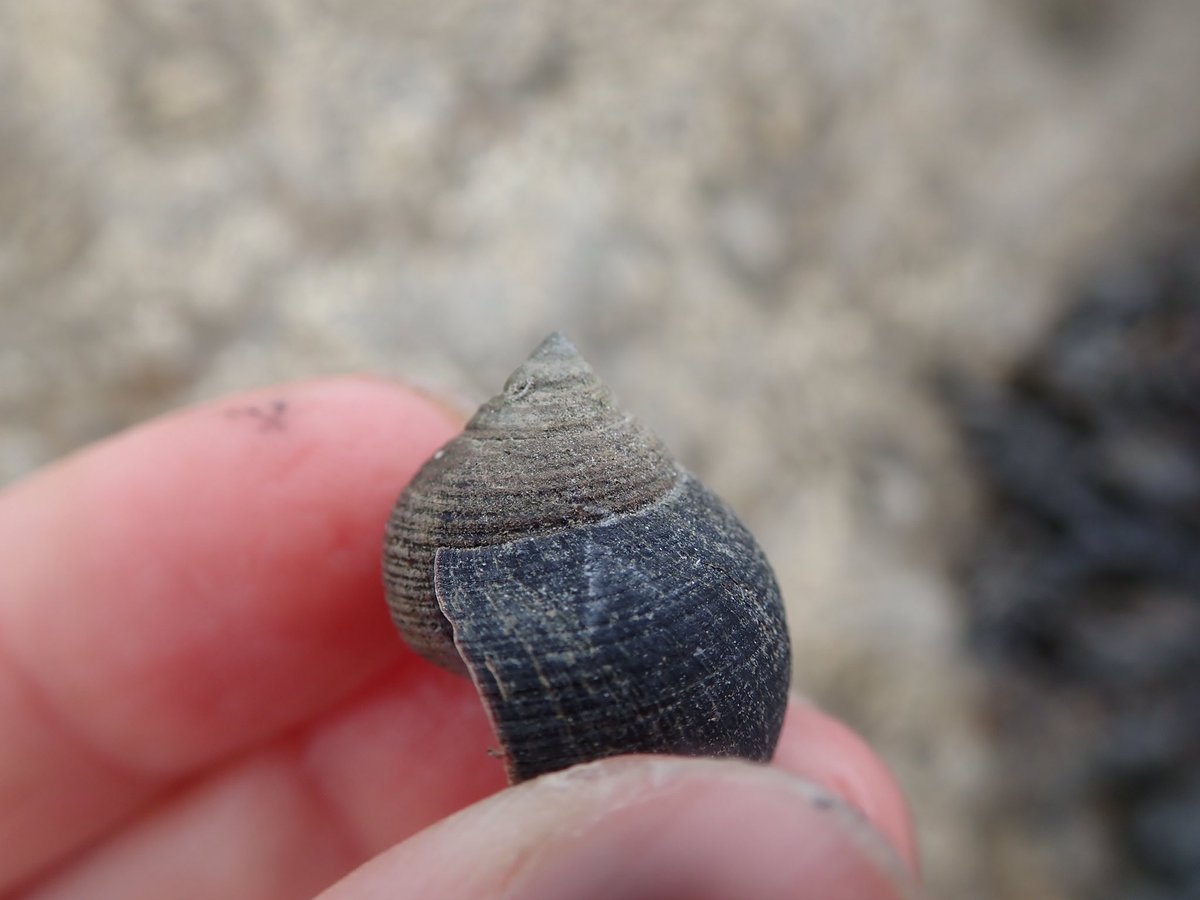 The common periwinkle! See how pointy vs. flat that is? There also different colours but never use colour as a guide only, I’ve seen orange shells of both of these so you might just be meeting an individual snail who likes to show off a bit!  #InverteFest