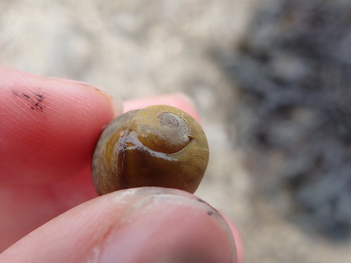 The common periwinkle! See how pointy vs. flat that is? There also different colours but never use colour as a guide only, I’ve seen orange shells of both of these so you might just be meeting an individual snail who likes to show off a bit!  #InverteFest