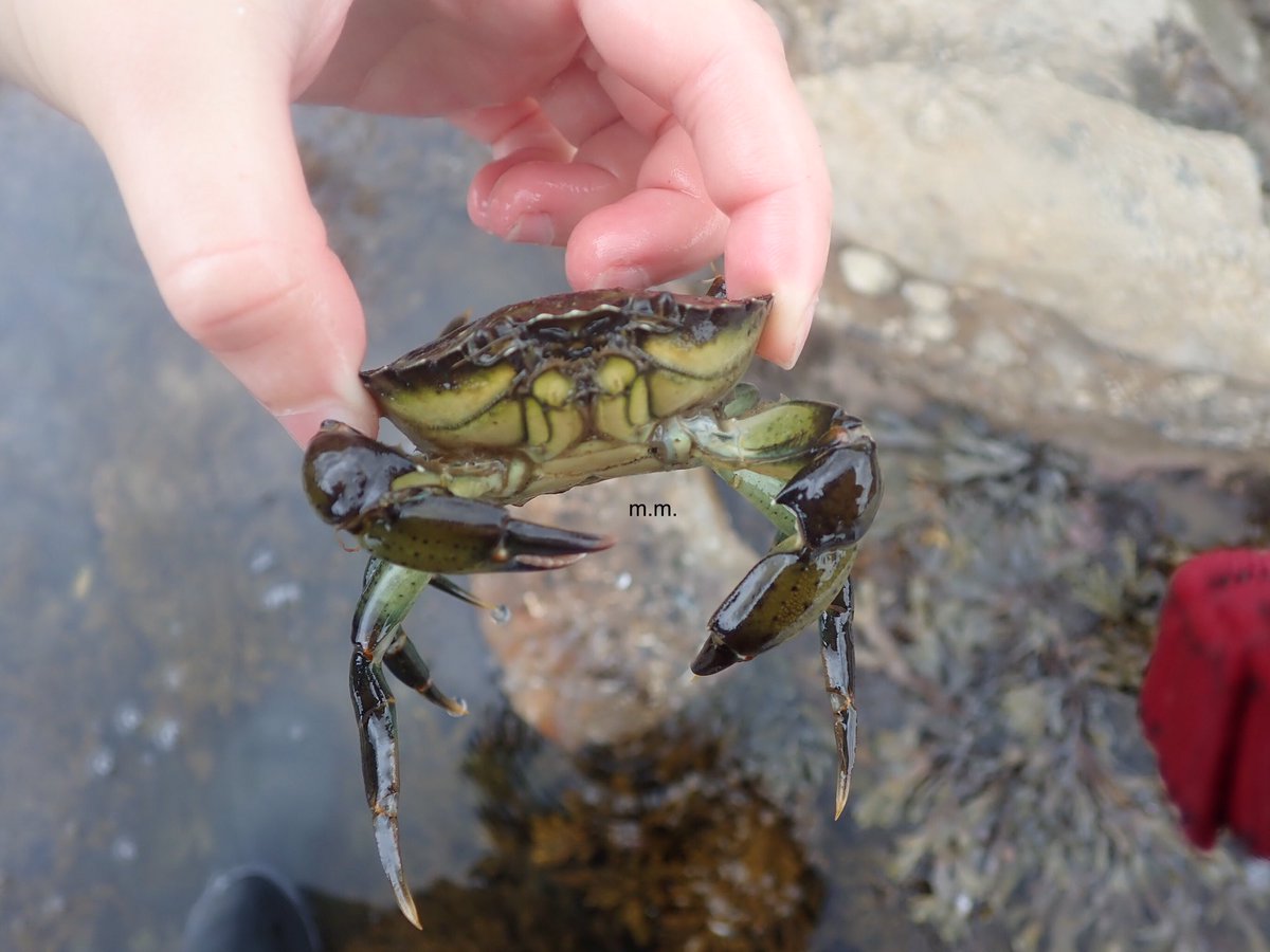 IS ANY ROCKPOOLING SESSION COMPLETE WITHOUT A COMMON SHORE CRAB?! Nope... and this sessions not complete we’ve still got some more species to find! Are your hypothetical wellies still doing the job? Not wet feet? I managed to both fill my wellies up with water... #InverteFest