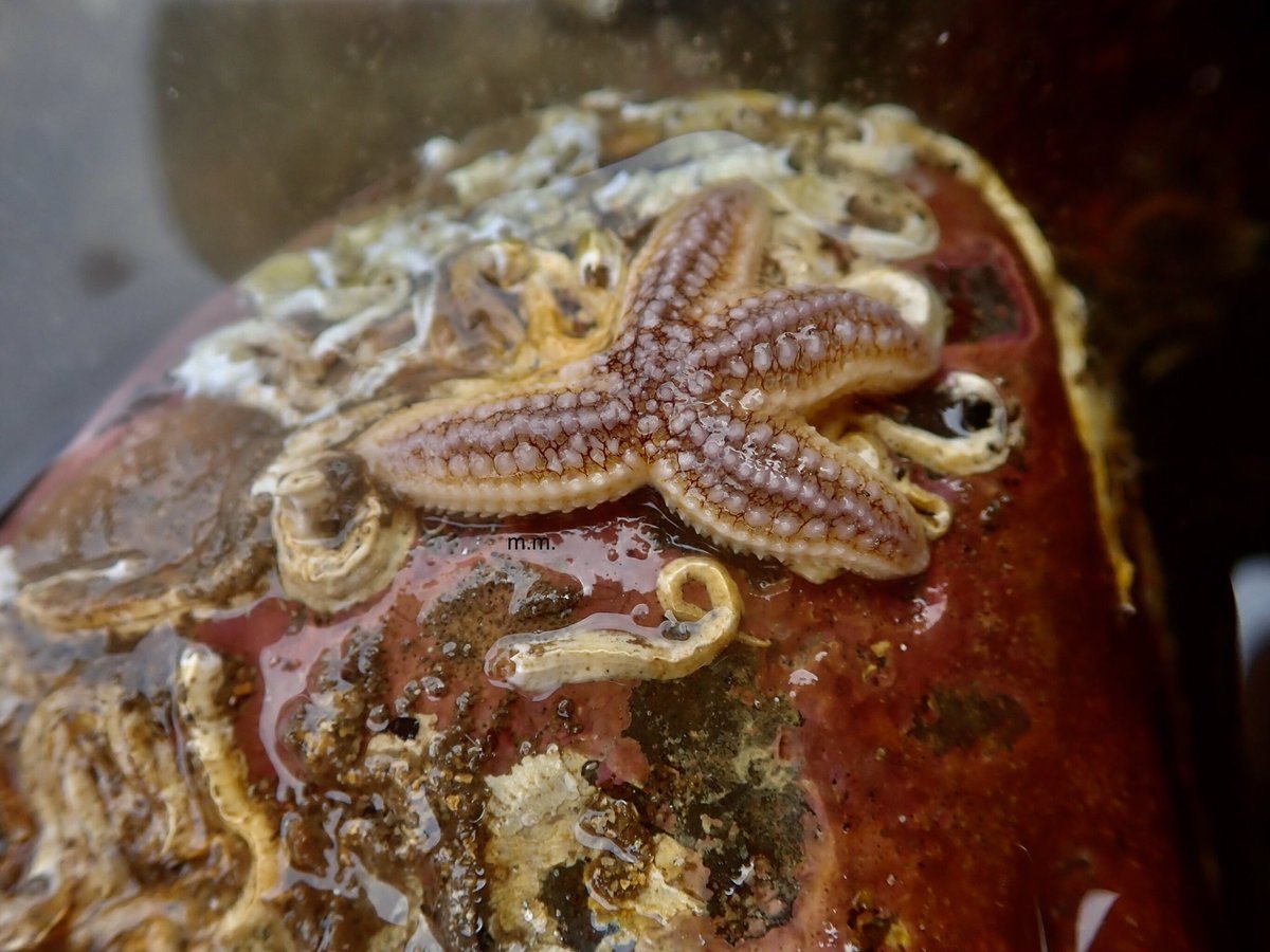 From brittle stars to ... starfish! These won’t break if you touch them like brittle stars... seriously don’t touch them they will break! They are more likely to break our next species.... find out more here   #InverteFest