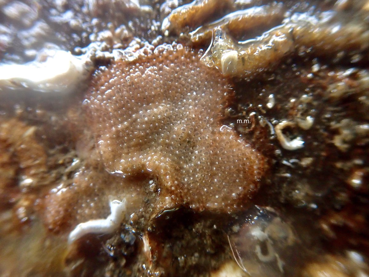 Some lovely bryozoan here - each little dot you can see in that blob is an animal - each called a zooid! Bryozoan prefer teamwork so bundle up together to form a colony and love to encrust rocks!  #InverteFest