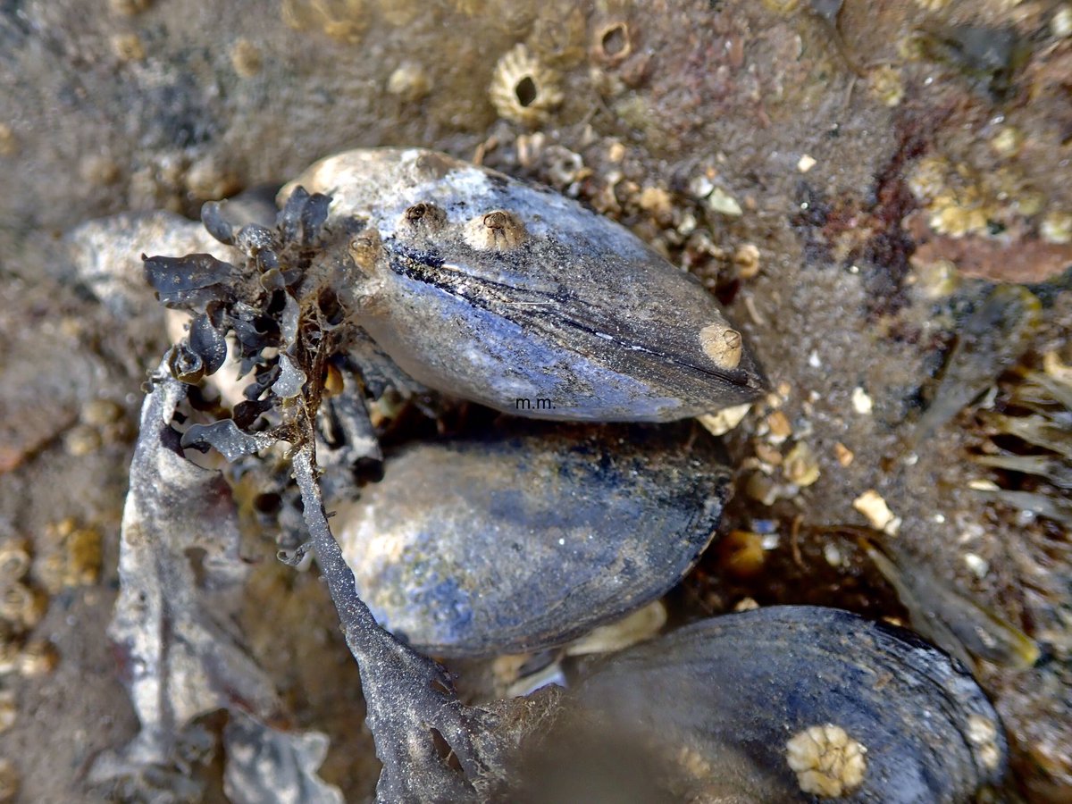 The favourite food of starfish... and a species that will never pull a muscle running away because it never moves... it’s a.... MUSSEL!I love this species...also because well they are bloomin tasty! Sorry mussel friends... but it’s true!