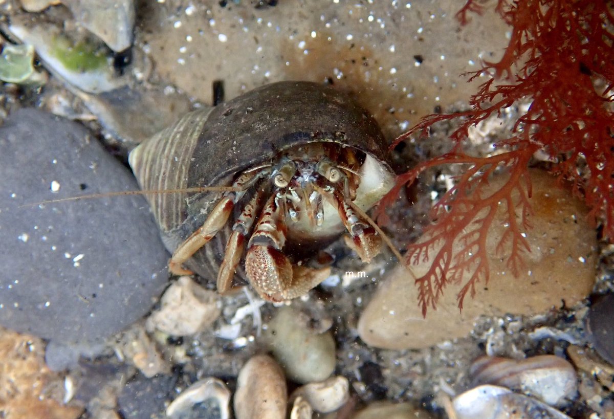 Ooooh look at this poser. The look to camera. The pout. The drama.Your not fooling me Mr. Hermit Crab I just watched you fall off a rock twice, you clumsy fella. How can you not love these guys... how! Angels. #InverteFest