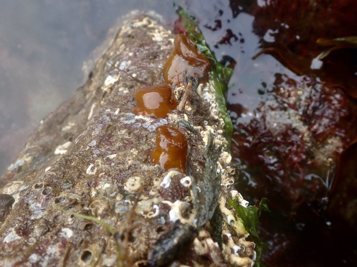 Wow... this just keeps going! You could say that the rockyshore is diverse, amazing, wonderful and full of so much life because OH IT IS!Here’s are some shy squishy beadlet anemones all socially distancing - be more like these anemones!  #InverteFest