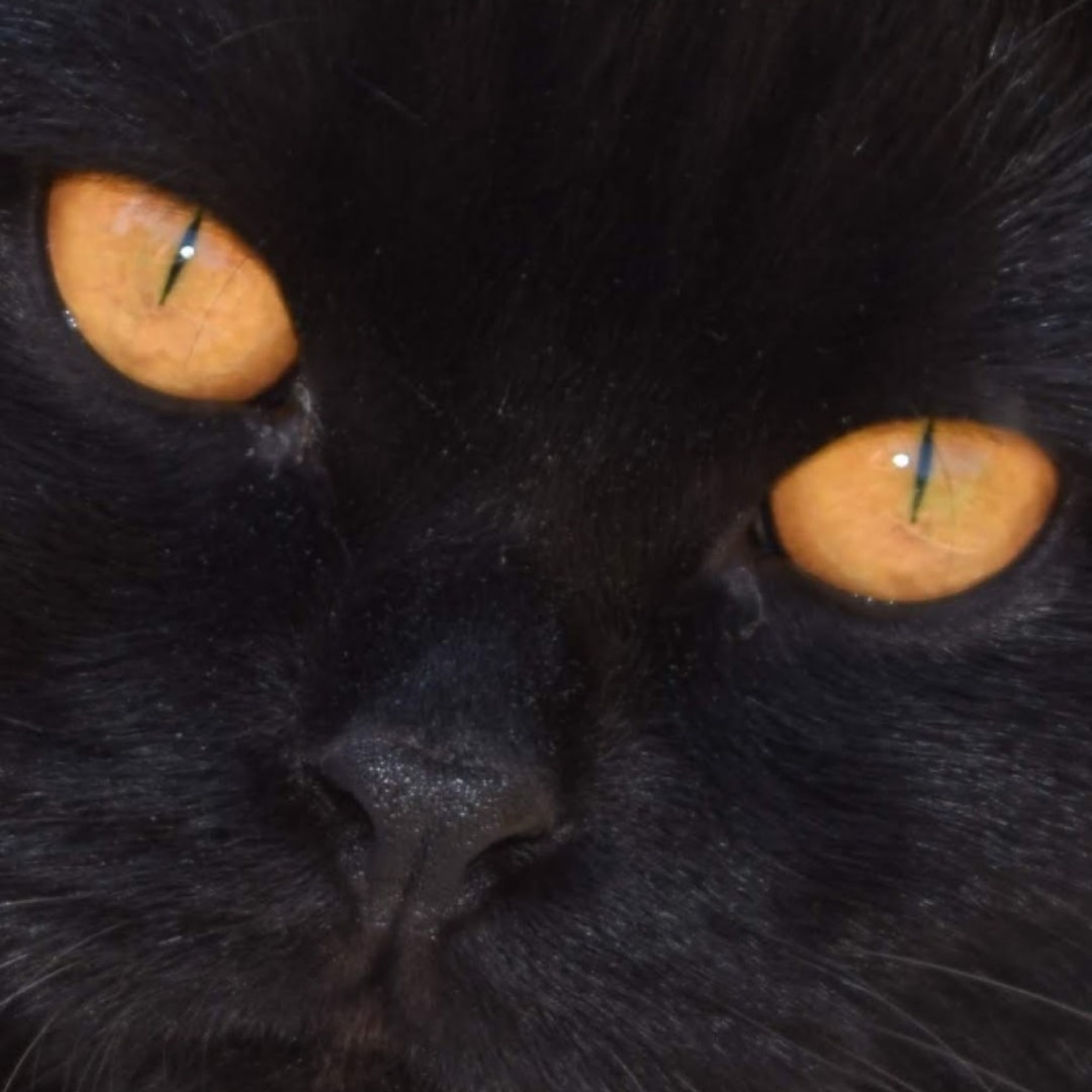 Now thats a close up 🖤🧡 #BlackCat #beautifuleyes
