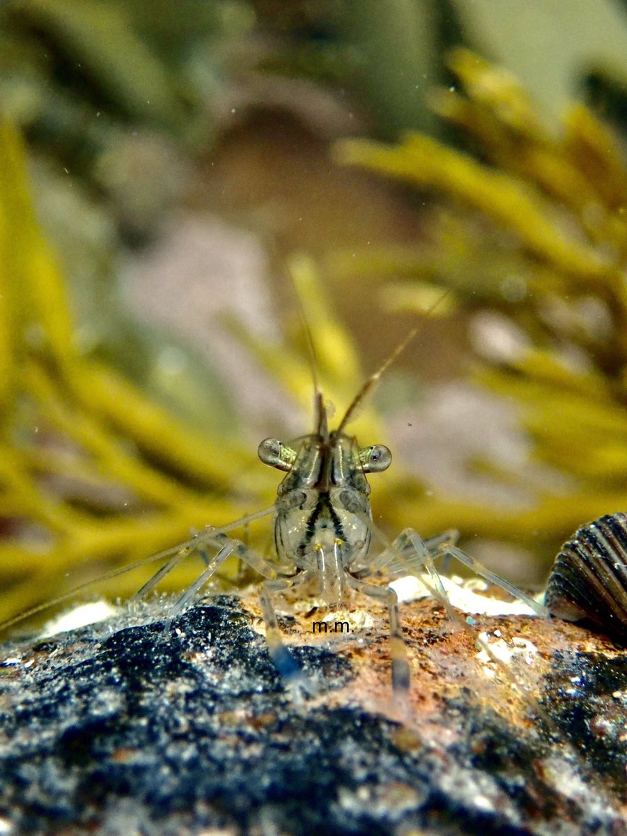 ARE YOU READY TO JUMP INTO THE SEA WITH ME AND EXPLORE SOME ROCKPOOLS  #InverteFest?!Here are the  #marineinverts I found today rockpooling in  #StAndrews! First up, the gorgeous, always curious and friendly common shrimp!  #scicomm  @InverteFest