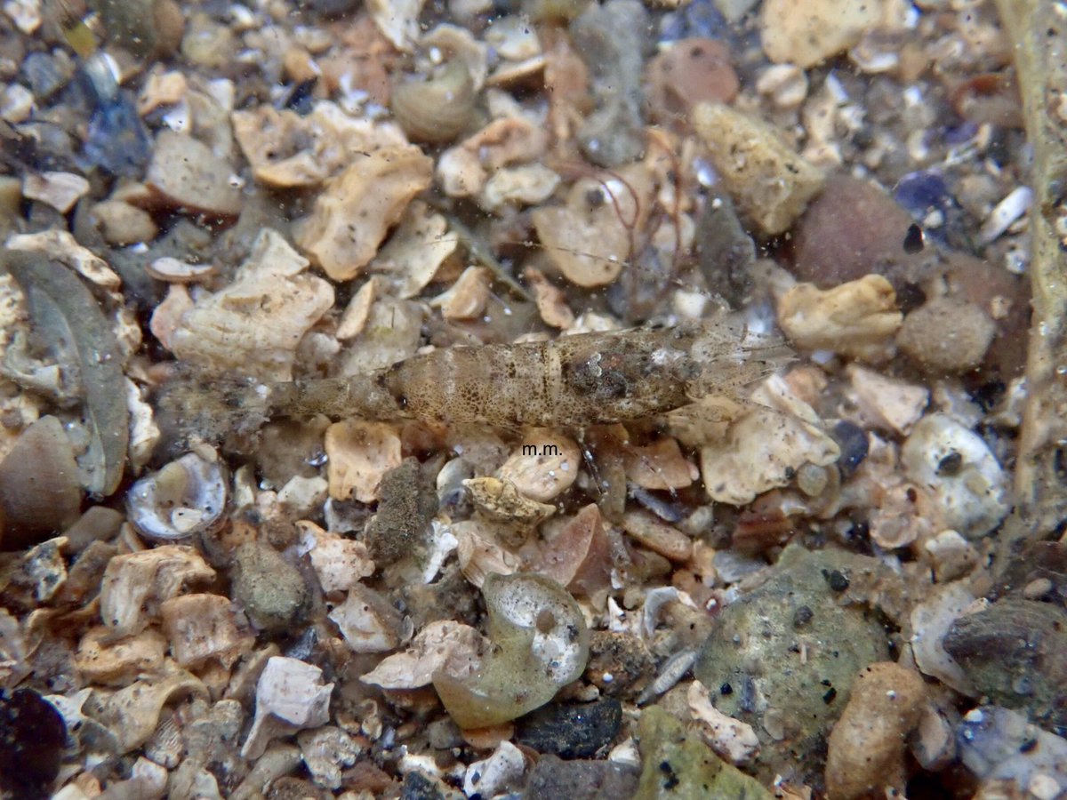 I found one more shrimp species today, but for this you’ll have to look closely! This is a brown shrimp - you can tell by its so eyes glued to the top of its head rather than at the side!I spot these by looking at the sand and seeing eyes staring back!  #InverteFest  @InverteFest