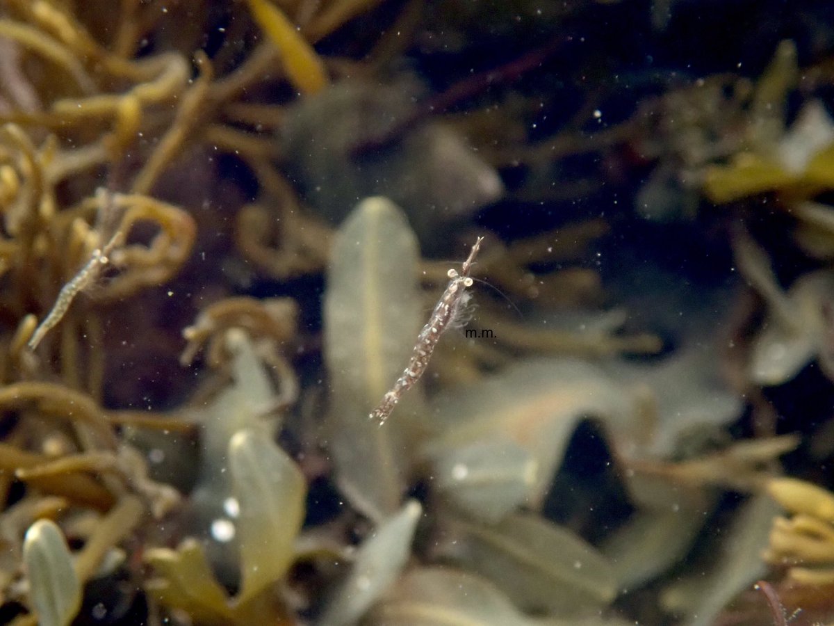 Next up we found another type of shrimp - this is a mysid shrimp, smaller, brown in colour but so uttlery cute they steal my heart every time!  #InverteFest  @InverteFest  #rockpooling Reminder I have a YT channel, where I video rockpooling - sub here   https://www.youtube.com/channel/UCRDsYk5kU1mHCksjedQQ1mA