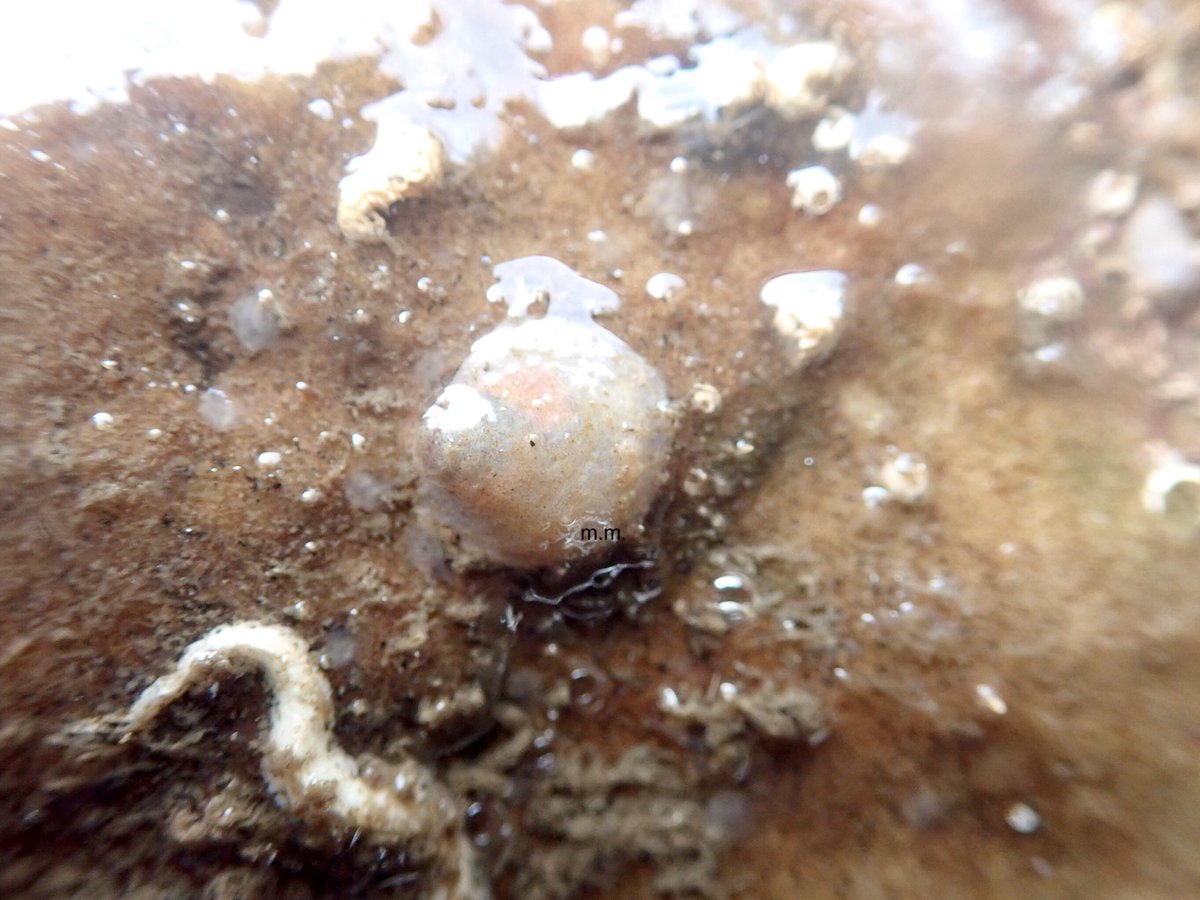 A little flat oyster next growing on the underside of a rock!